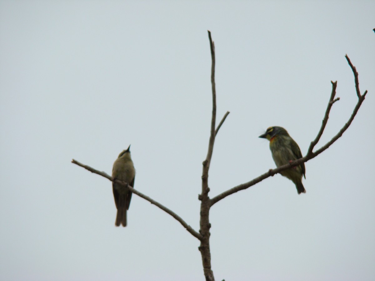 Asian Green Bee-eater - Ashwin Viswanathan