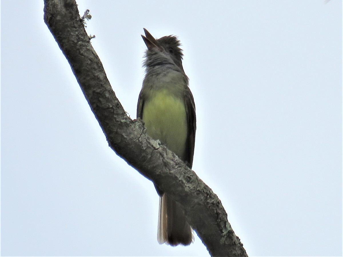 Great Crested Flycatcher - ML334210811