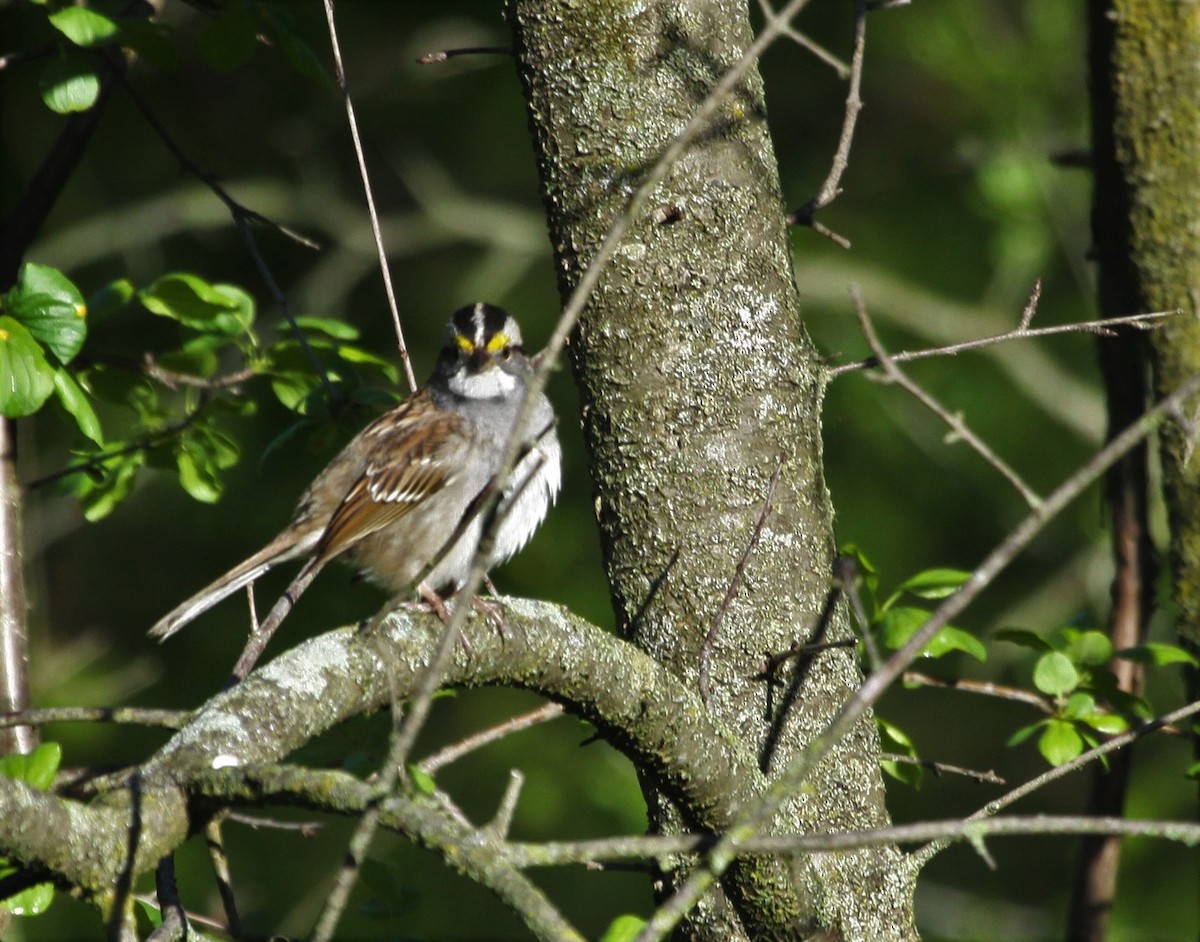 White-throated Sparrow - ML334213791