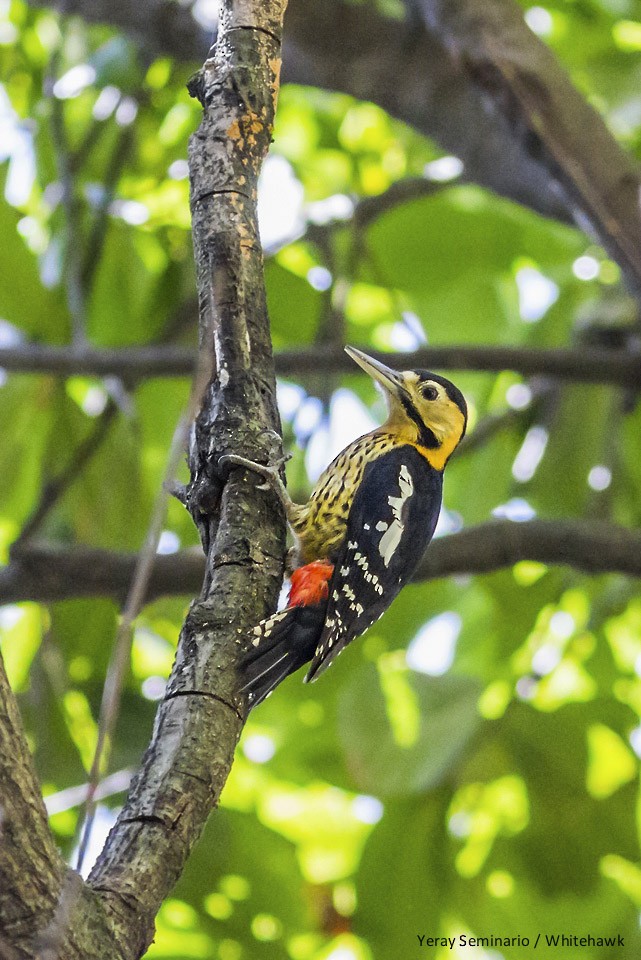 Darjeeling Woodpecker - ML33421721