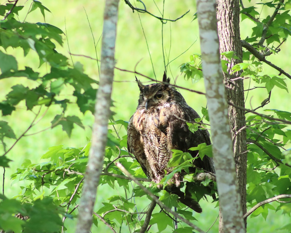 Great Horned Owl - ML334217671