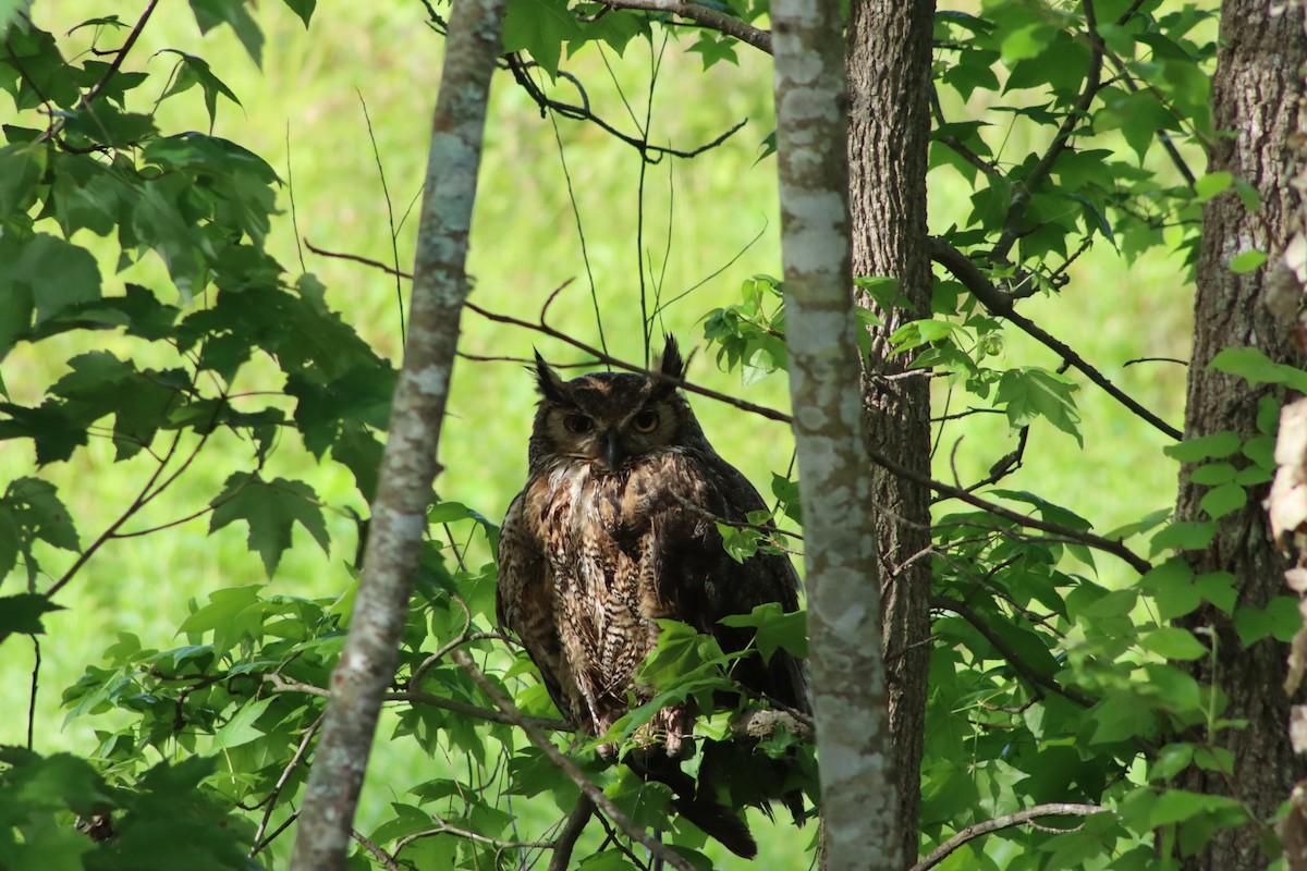 Great Horned Owl - ML334217811