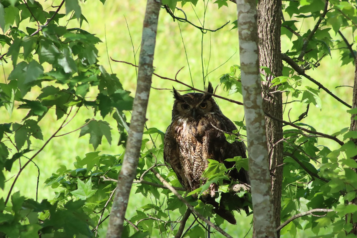 Great Horned Owl - ML334217821