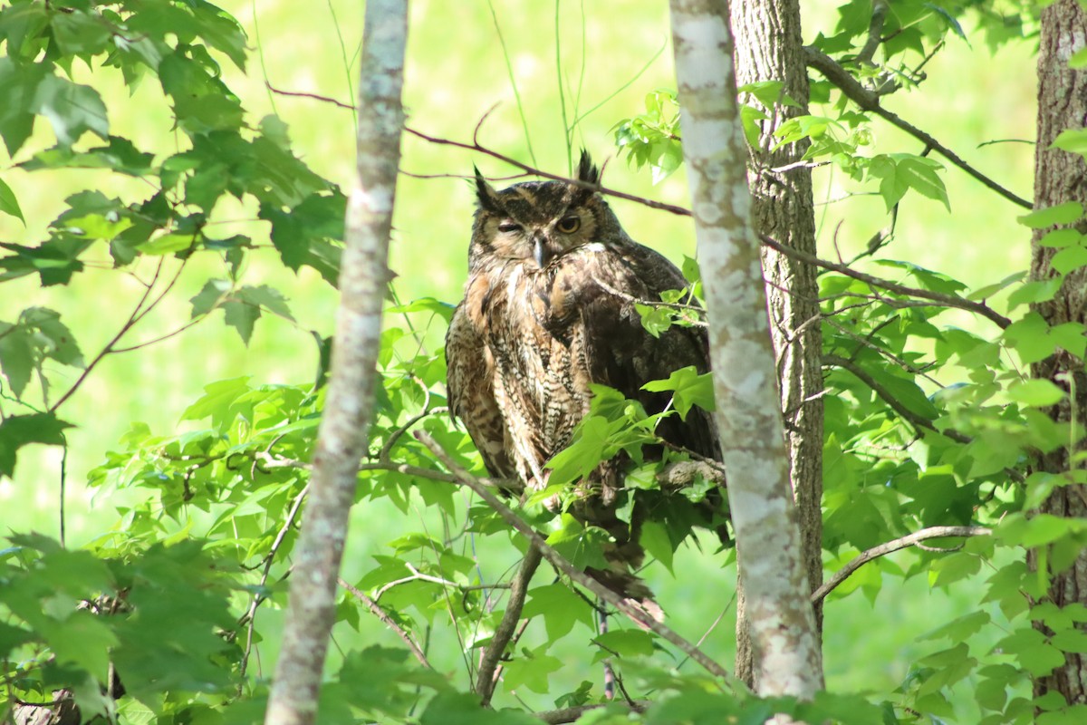Great Horned Owl - ML334217881