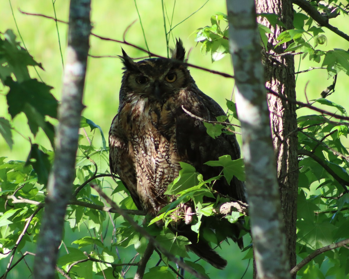 Great Horned Owl - ML334217901