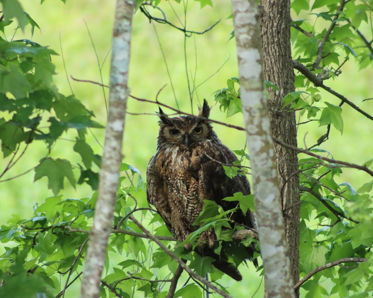Great Horned Owl - ML334217931