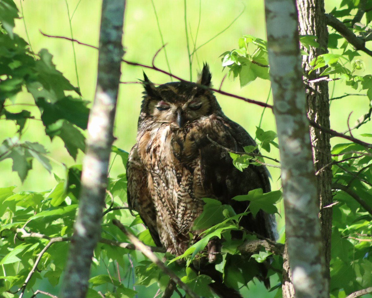 Great Horned Owl - ML334217941