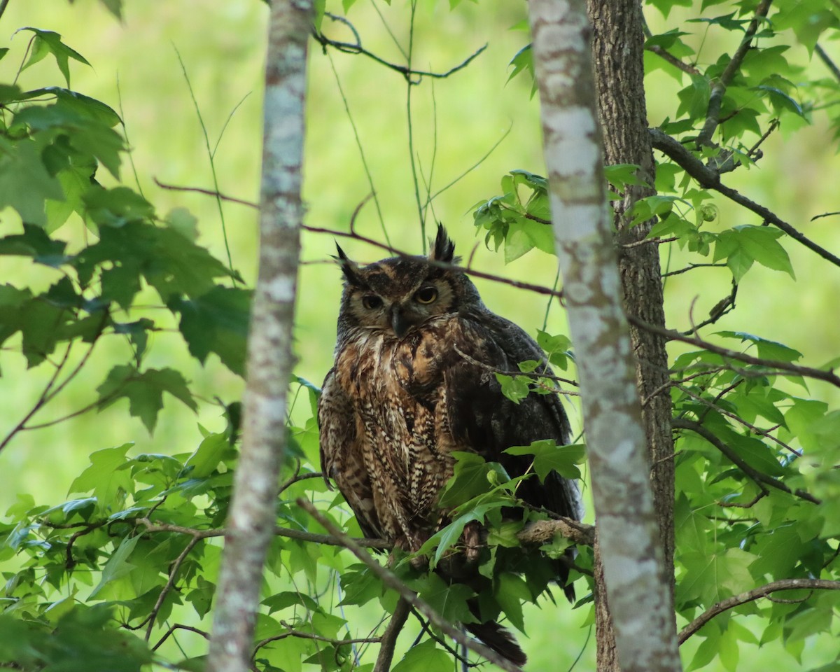 Great Horned Owl - ML334217951