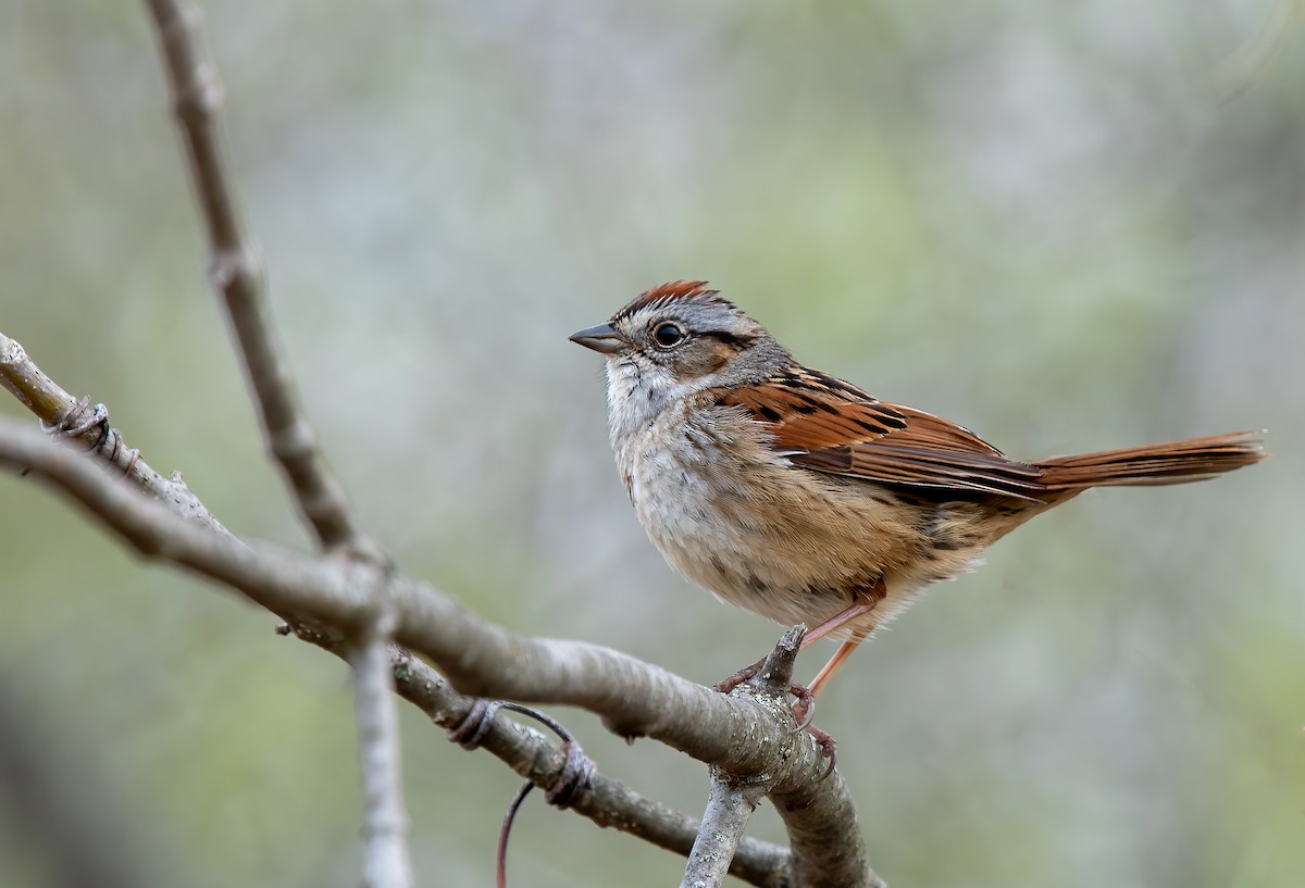 Swamp Sparrow - ML334218081