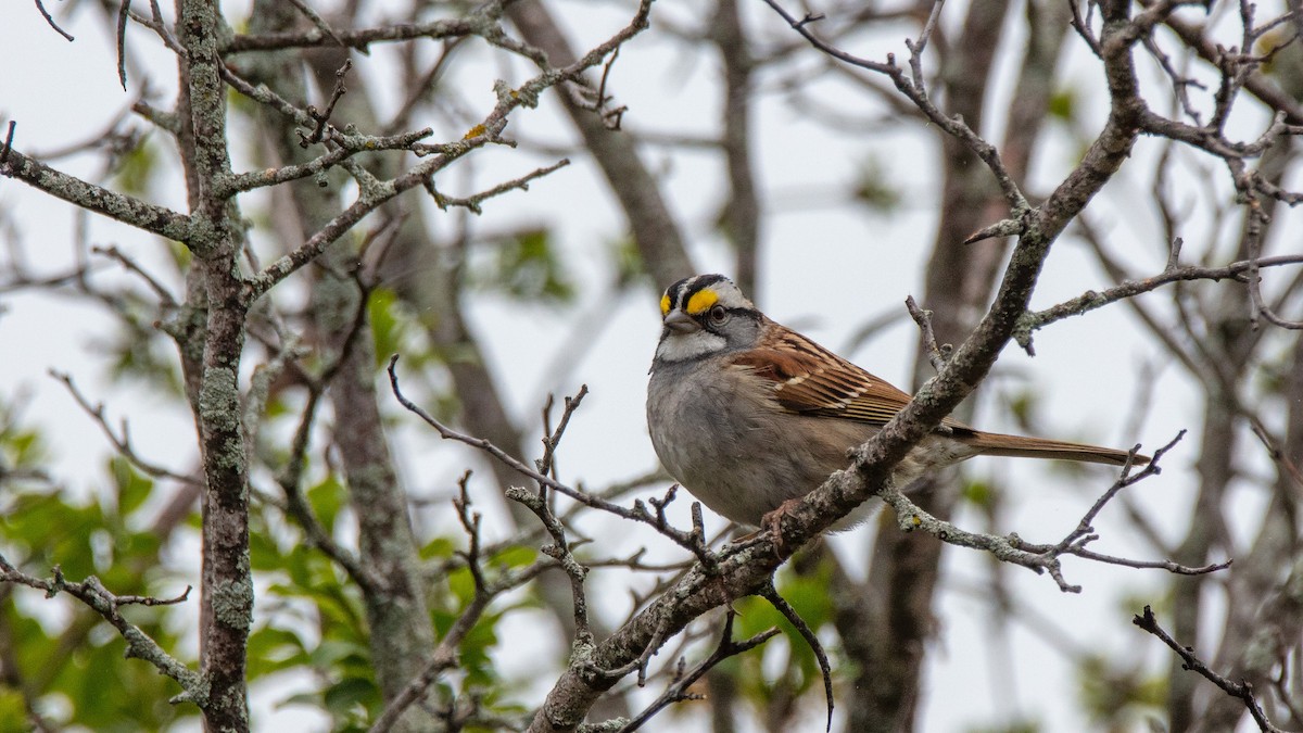 White-throated Sparrow - ML334224311