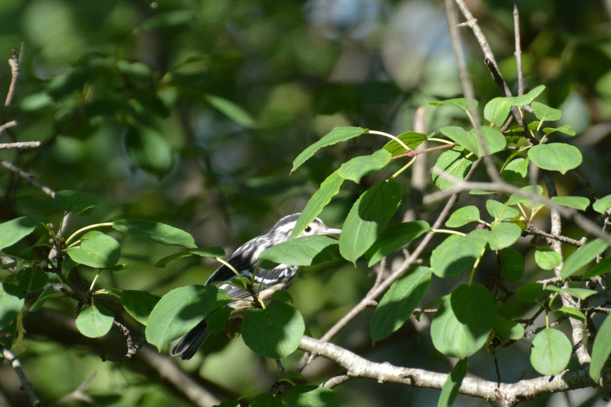 Black-and-white Warbler - Jeremy Collison
