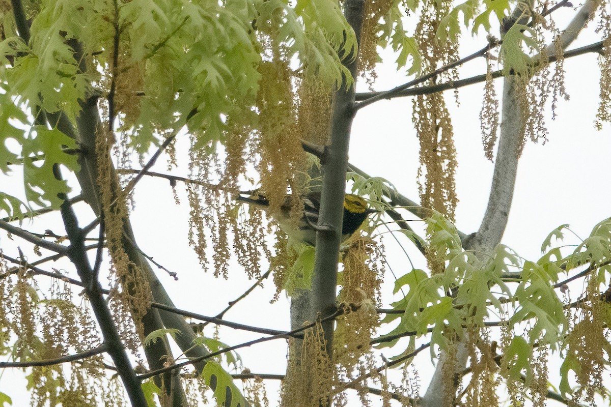 Black-throated Green Warbler - ML334230891