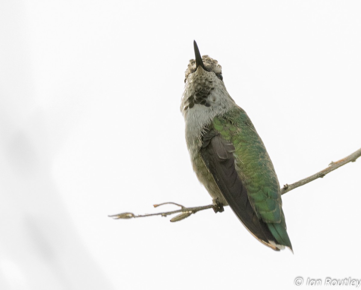 Anna's Hummingbird - ML33423661