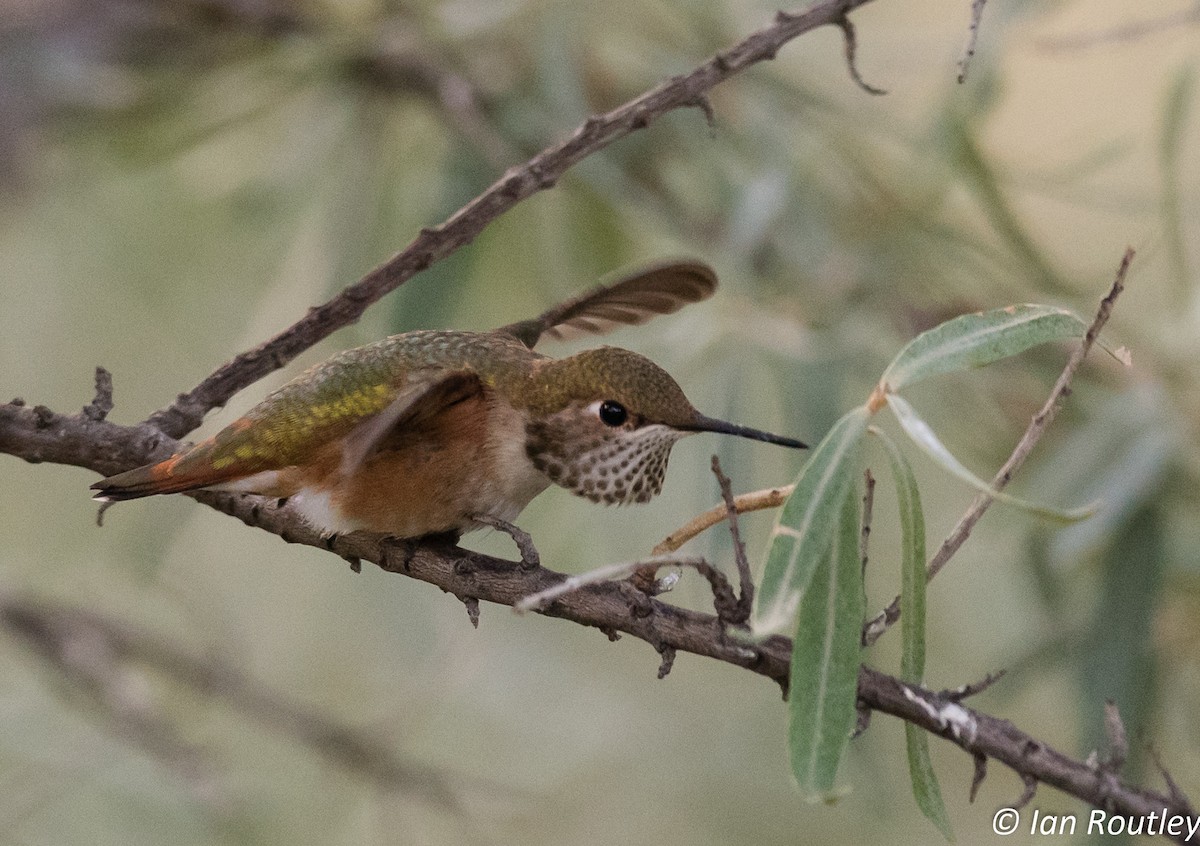 Rufous Hummingbird - ML33423681