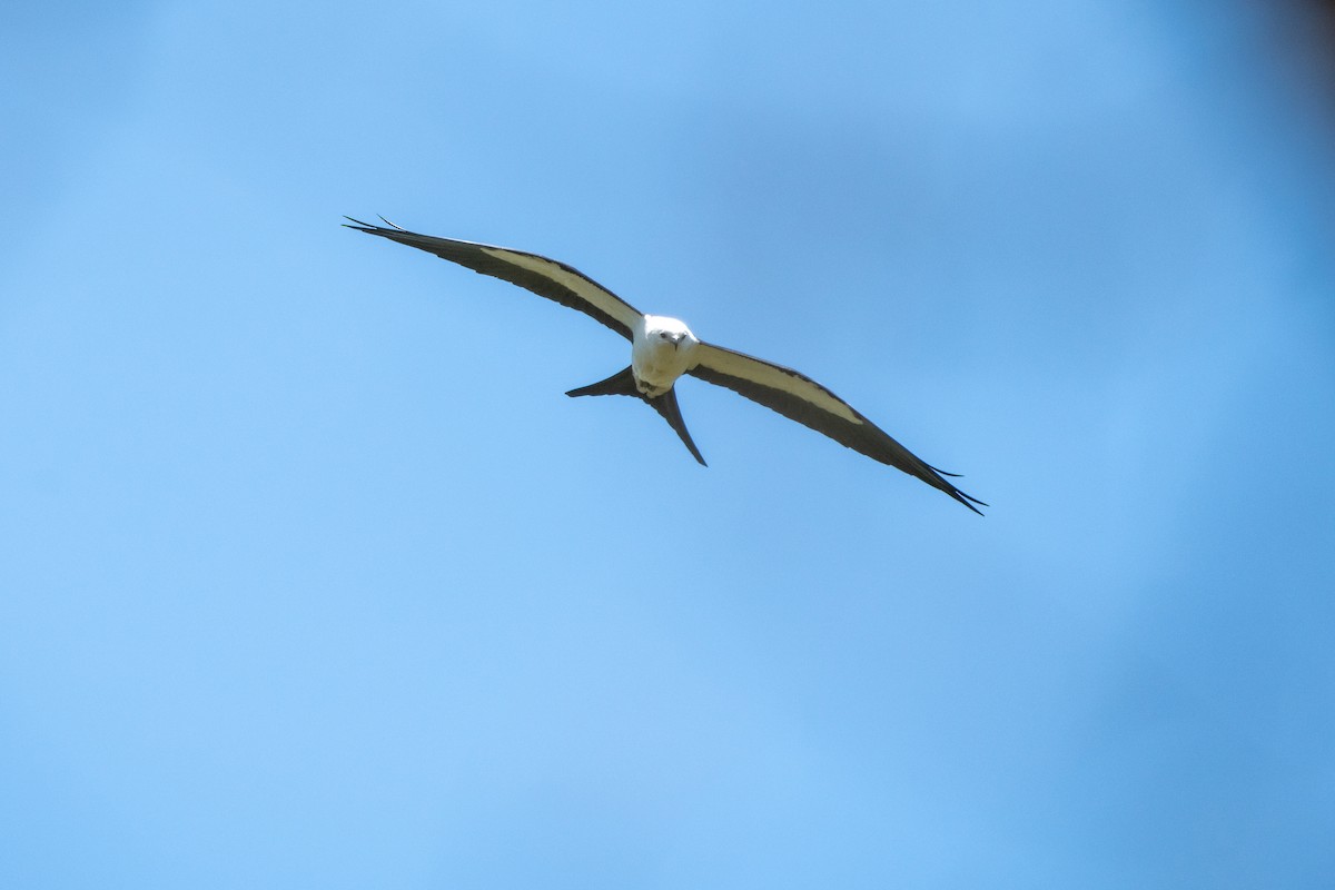 Swallow-tailed Kite - ML334245061