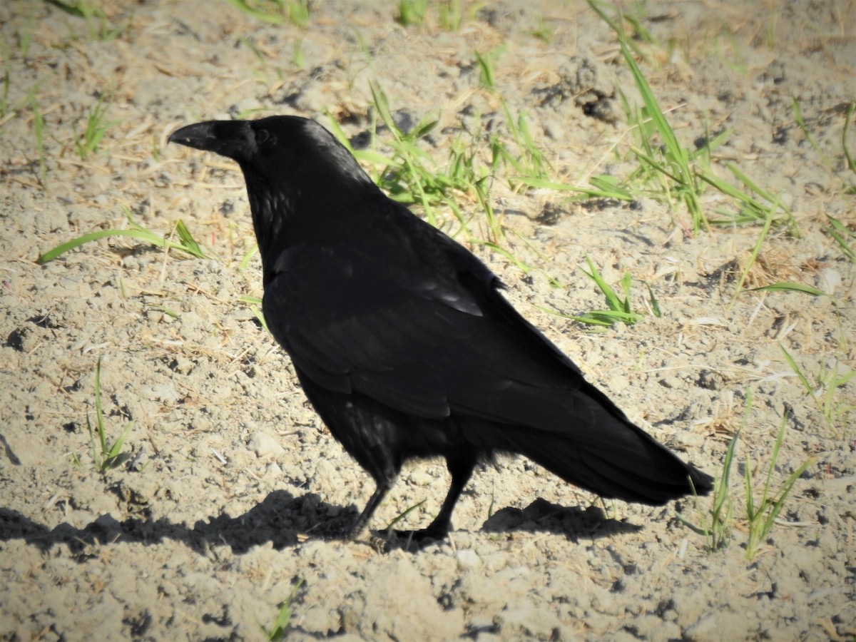 Common Raven - Jim Walton