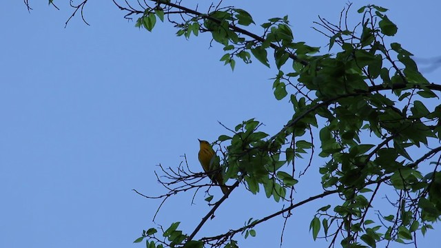 Yellow Warbler (Northern) - ML334258841