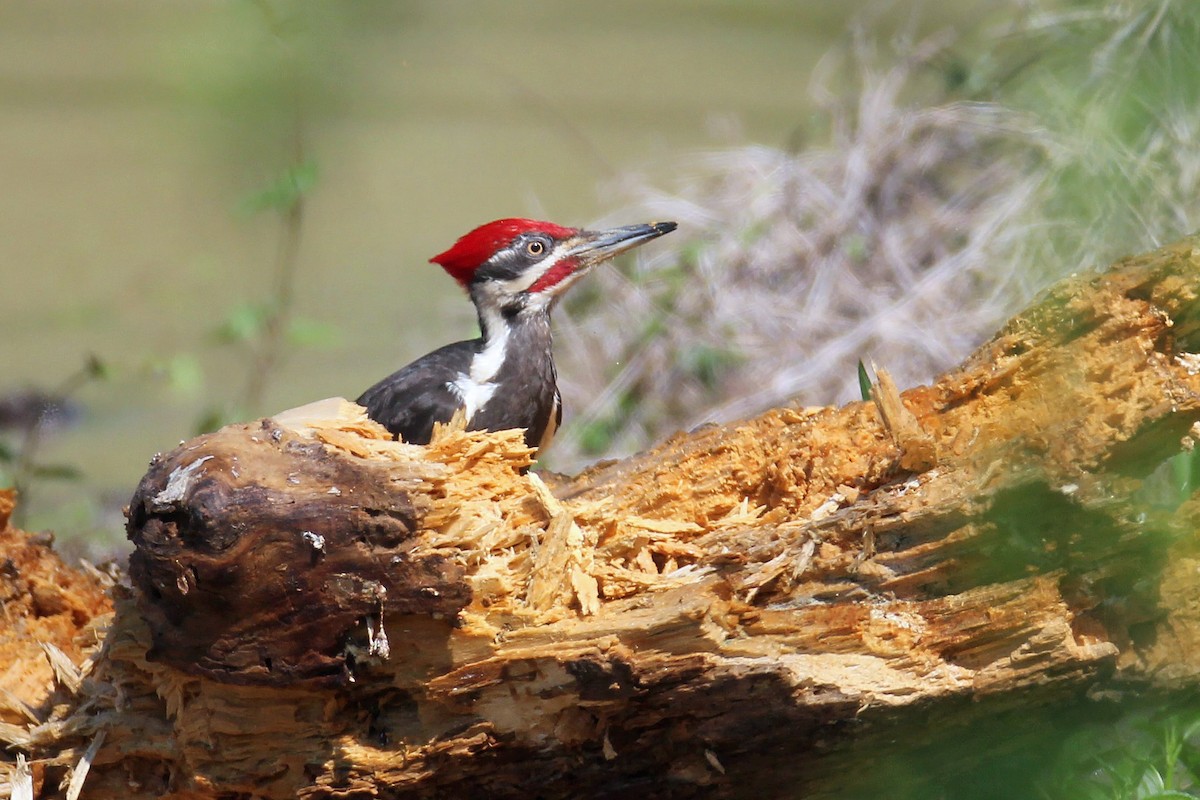 Pileated Woodpecker - Timothy P. Jones
