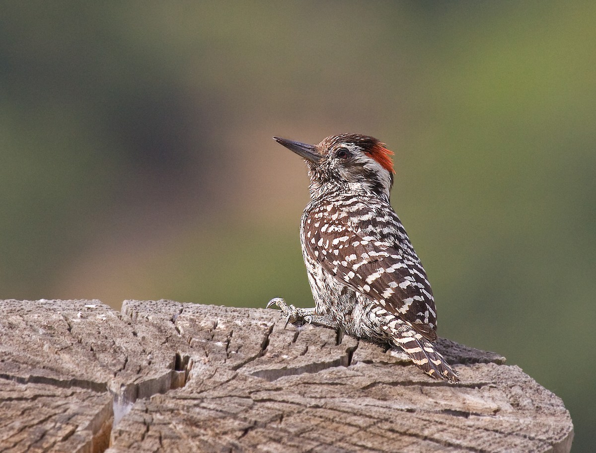 Striped Woodpecker - Michel Gutierrez