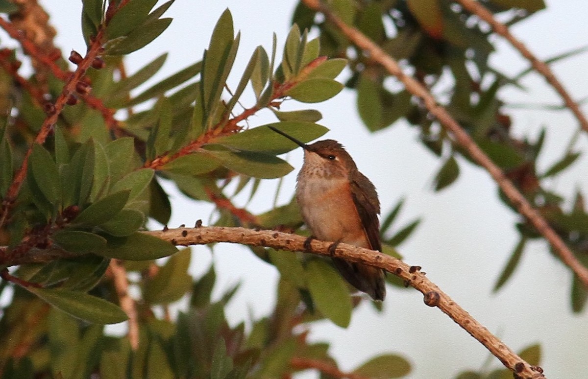 Rufous Hummingbird - 🦉Richard Aracil🦅