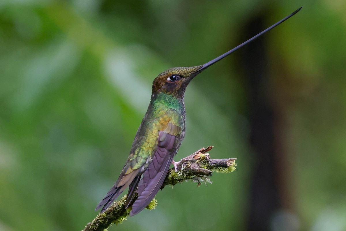 Sword-billed Hummingbird - Allison Miller