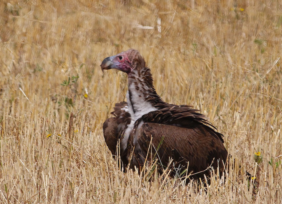 Lappet-faced Vulture - Phil Hyde