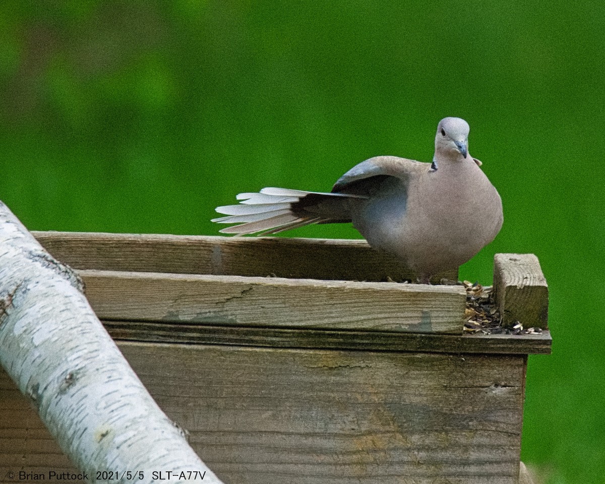 Eurasian Collared-Dove - brian puttock