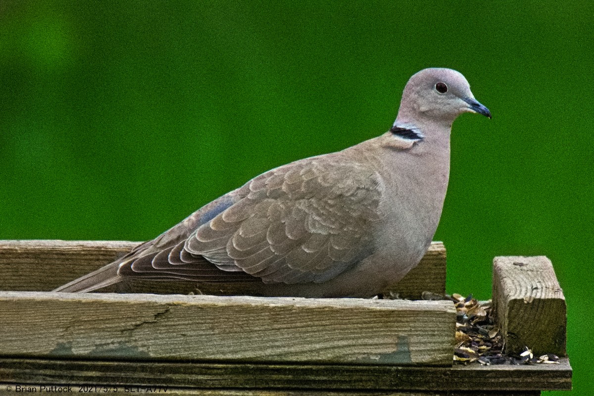 Eurasian Collared-Dove - ML334273991