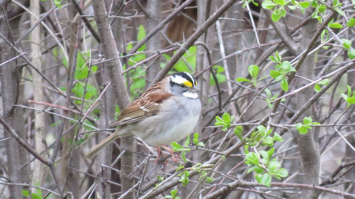 White-throated Sparrow - ML334274051
