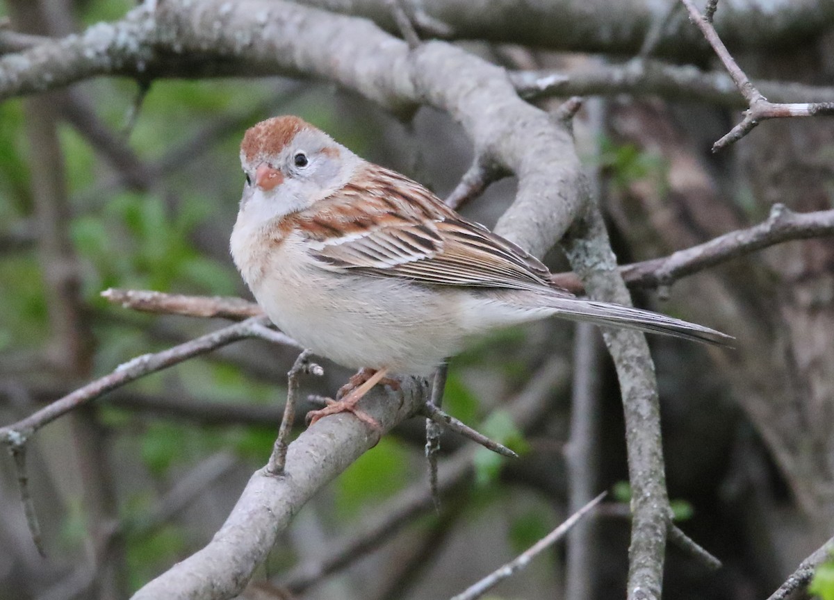 Field Sparrow - Brian Tychie