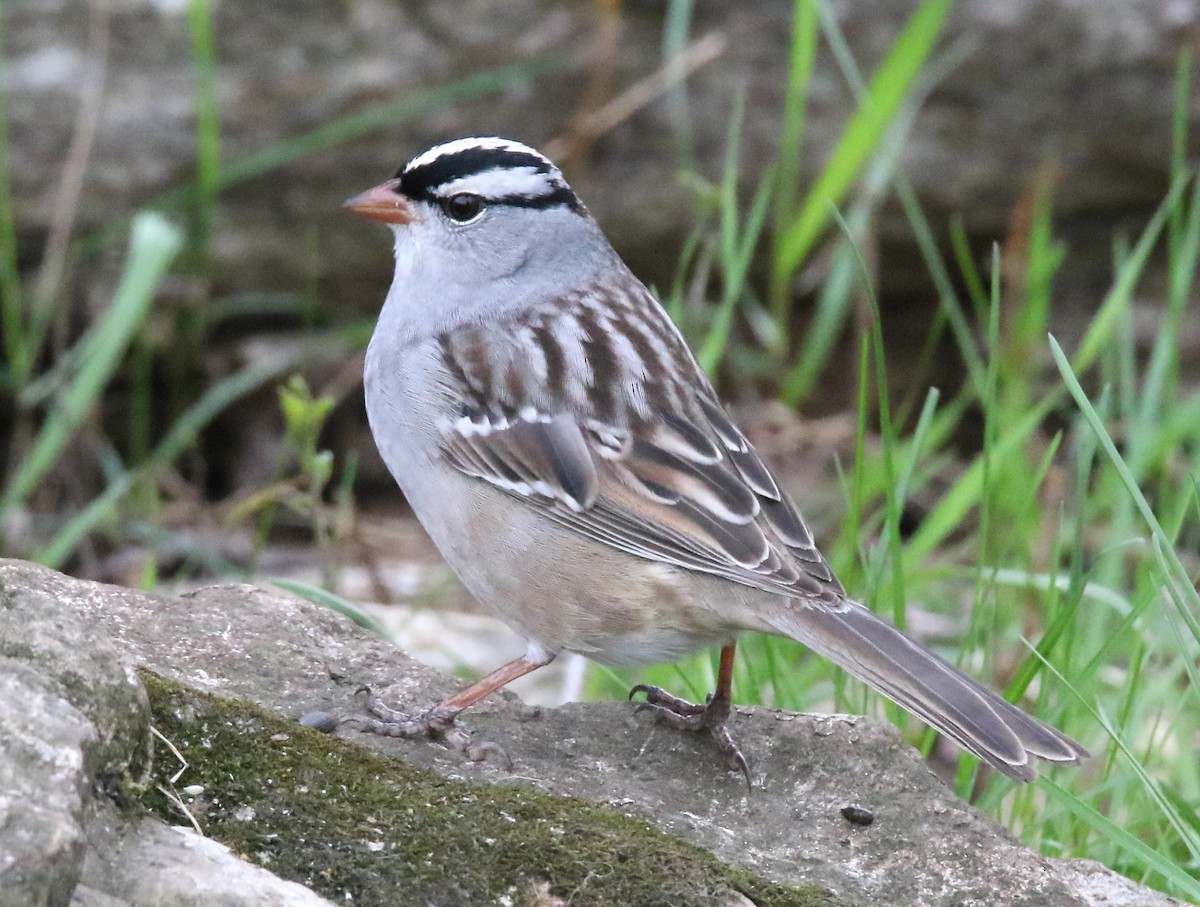 White-crowned Sparrow - ML334275801
