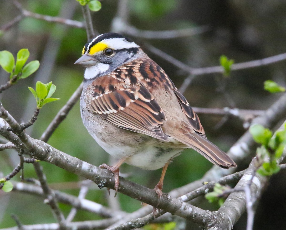 White-throated Sparrow - ML334275851