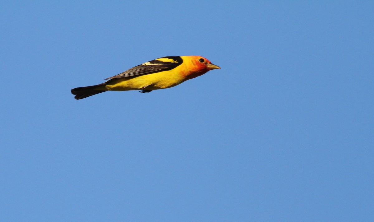 Western Tanager - ML334276121
