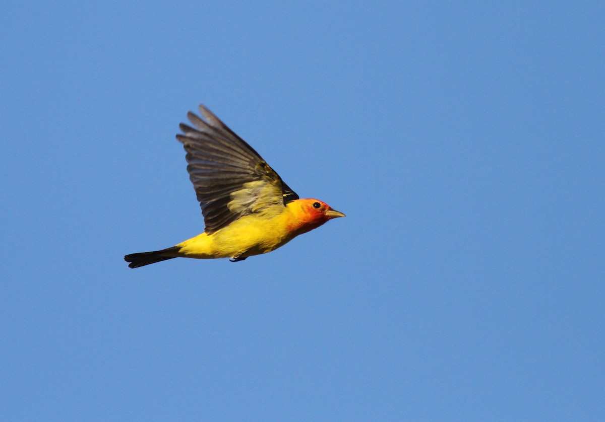 Western Tanager - ML334276131