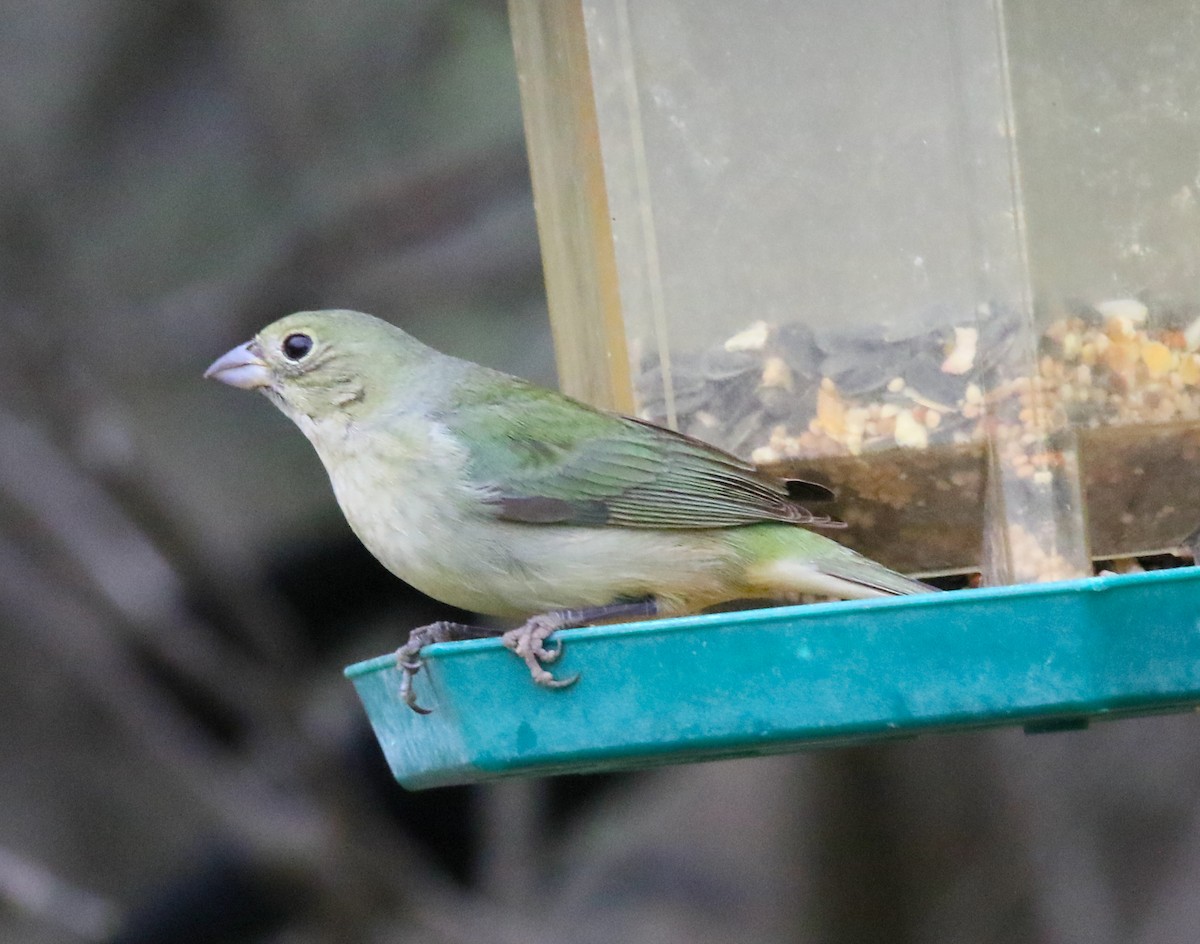 Painted Bunting - ML334276181
