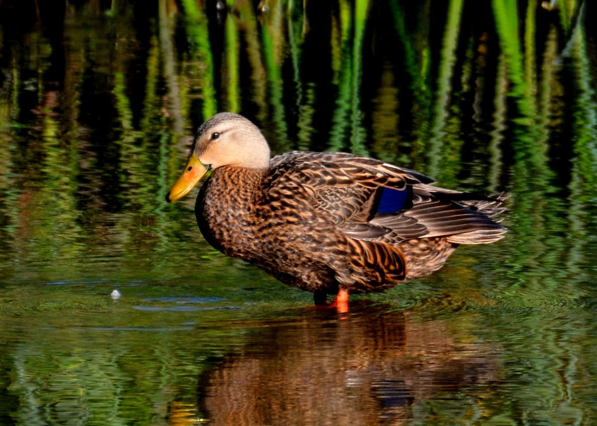 Mottled Duck - John Whitehead