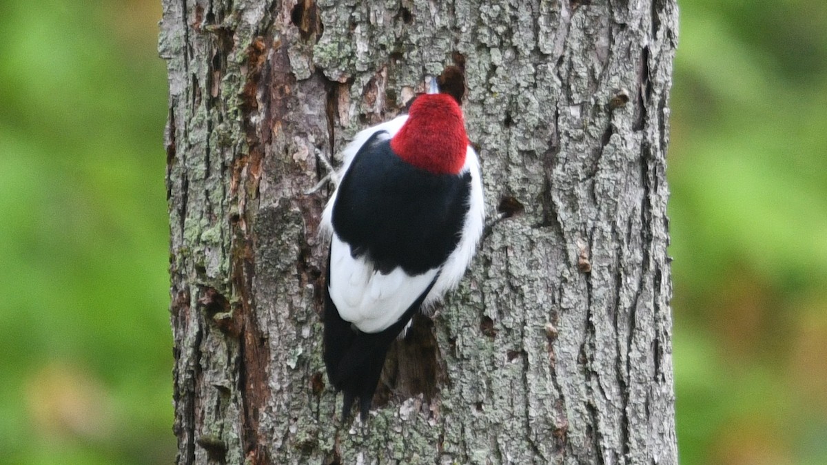 Red-headed Woodpecker - ML334278791