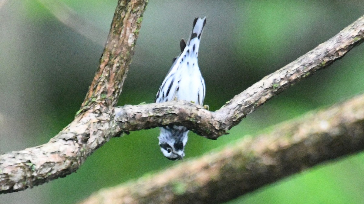 Black-and-white Warbler - ML334279261