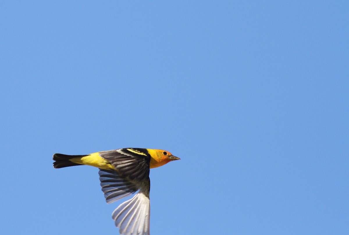 Western Tanager - ML334281931
