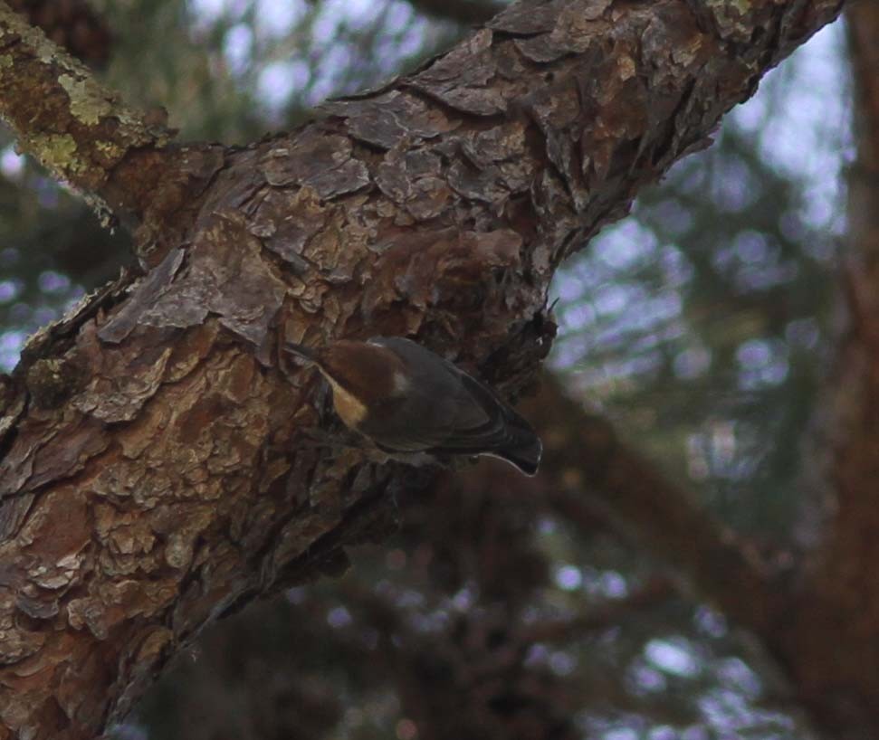 Brown-headed Nuthatch - ML334282641
