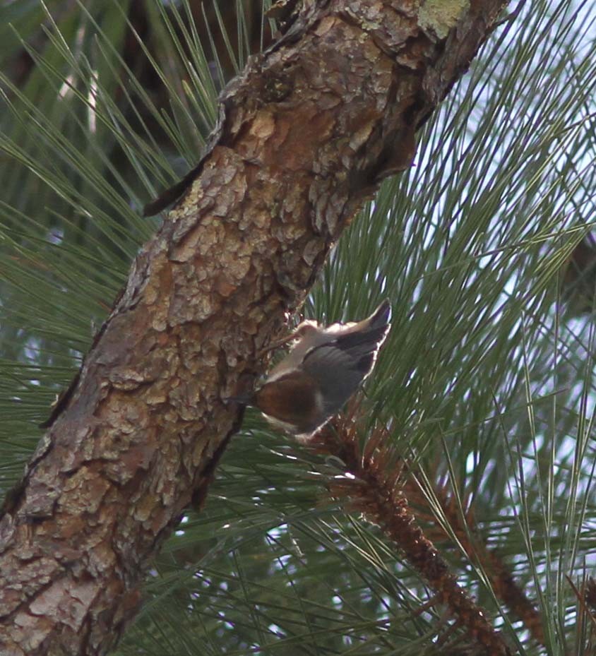 Brown-headed Nuthatch - ML334282651