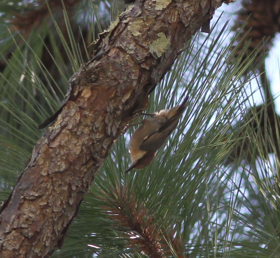 Brown-headed Nuthatch - ML334282661