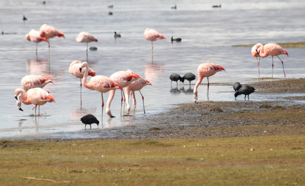 Chilean Flamingo - Alexander Lees