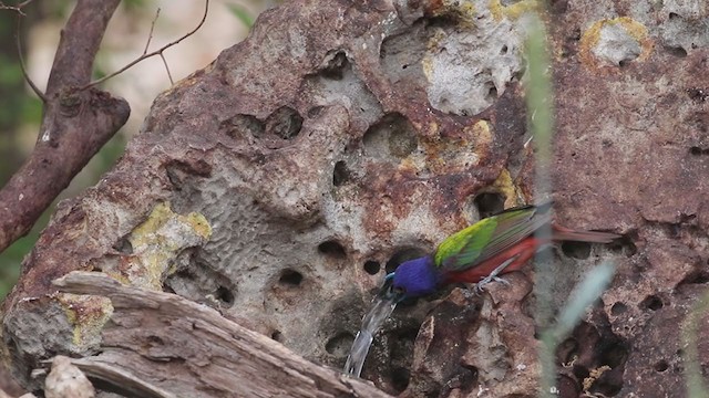 Painted Bunting - ML334288661