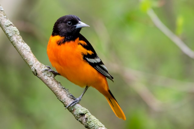 Bird Feature: Baltimore Oriole –