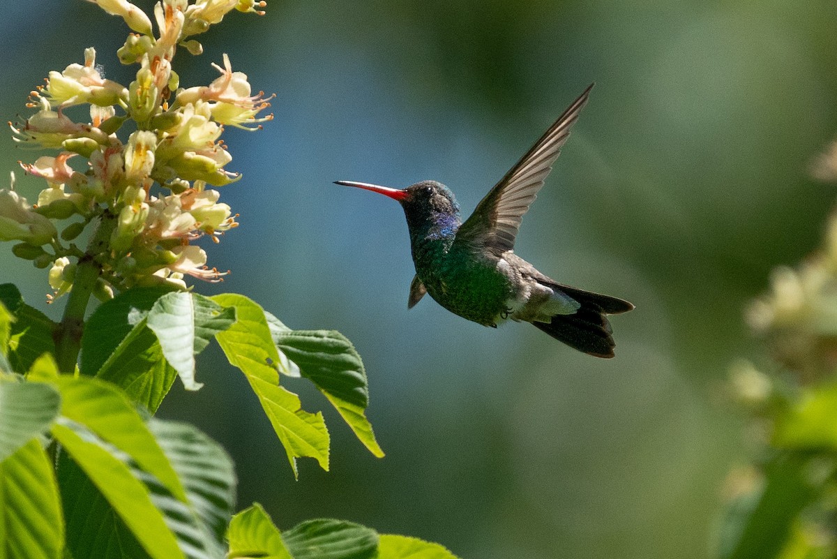 Broad-billed Hummingbird - Heather Mall