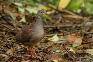 Slaty-breasted Tinamou, ML334291001