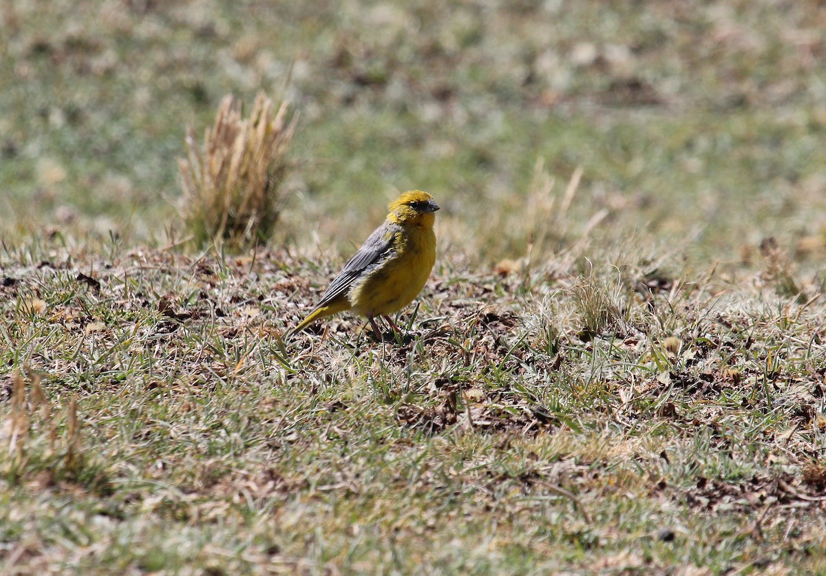 Bright-rumped Yellow-Finch - Alexander Lees