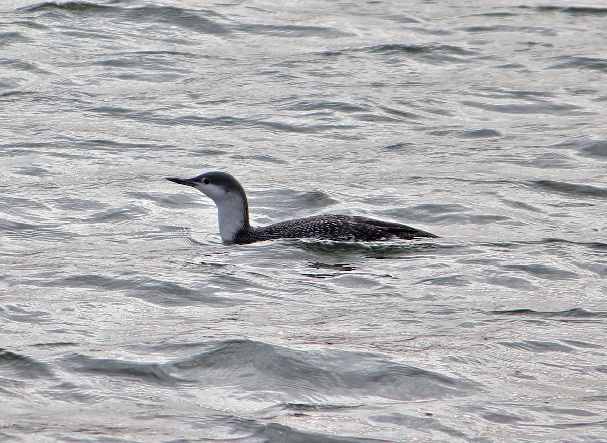 Red-throated Loon - Marc North
