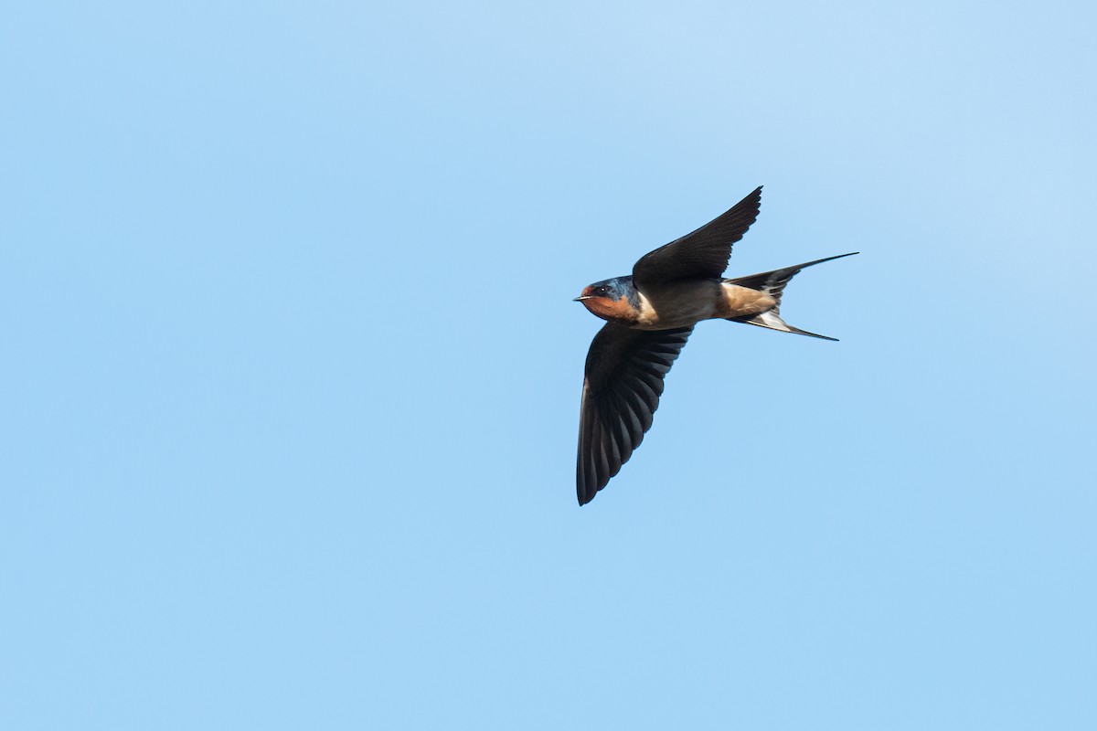 Barn Swallow - Scott Mullens